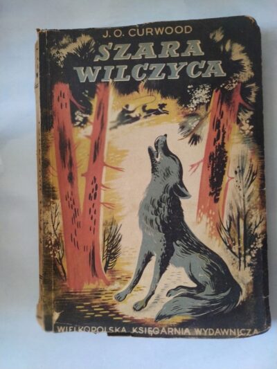 Szara wilczyca
